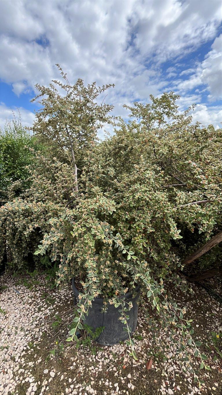 Cotoneaster Franchetii — Nuvola, altezza 125/150 cm, vaso 110 litri