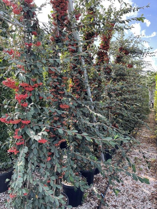 Cotoneaster Lacteus — canna 300 cm, vaso 30 litri