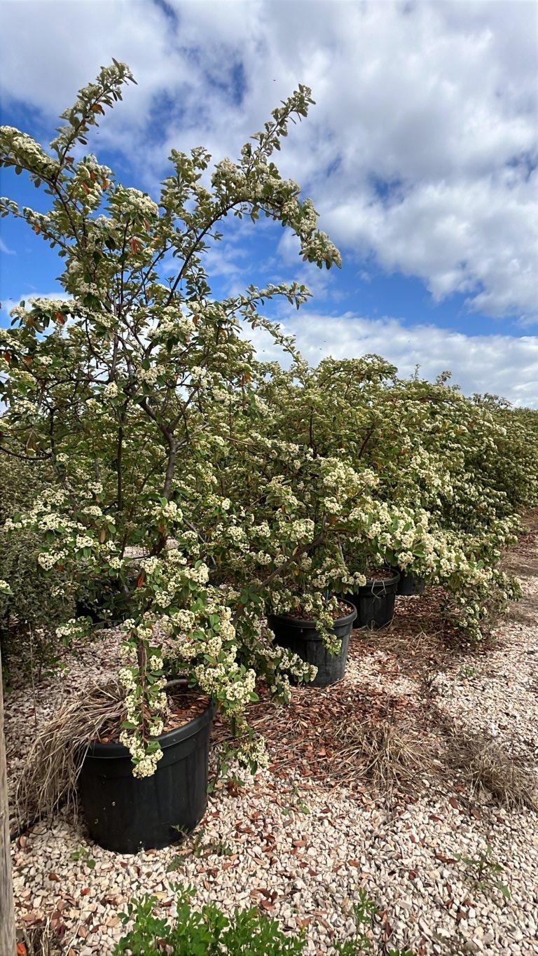 Cotoneaster Lacteus — Nuvola, altezza 125/150 cm, vaso 110 litri