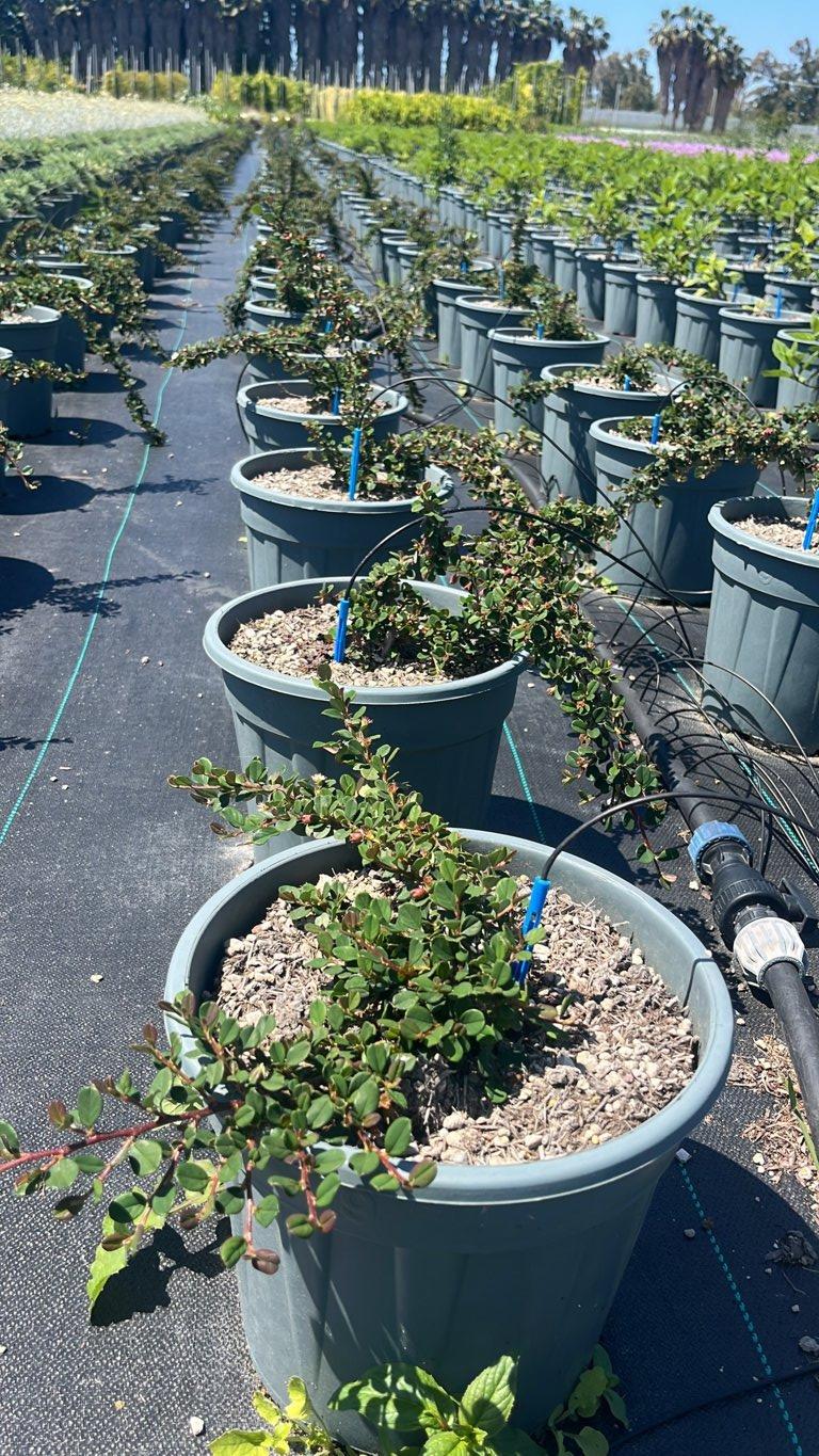 Cotoneaster Procumbens Queen of Carpets — vaso 9 litri