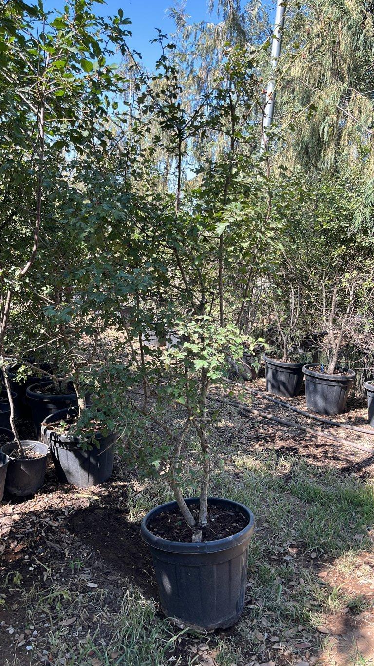Crataegus Monogyna (Biancospino) — Cespuglio, altezza 100/125 cm, vaso 30 litri