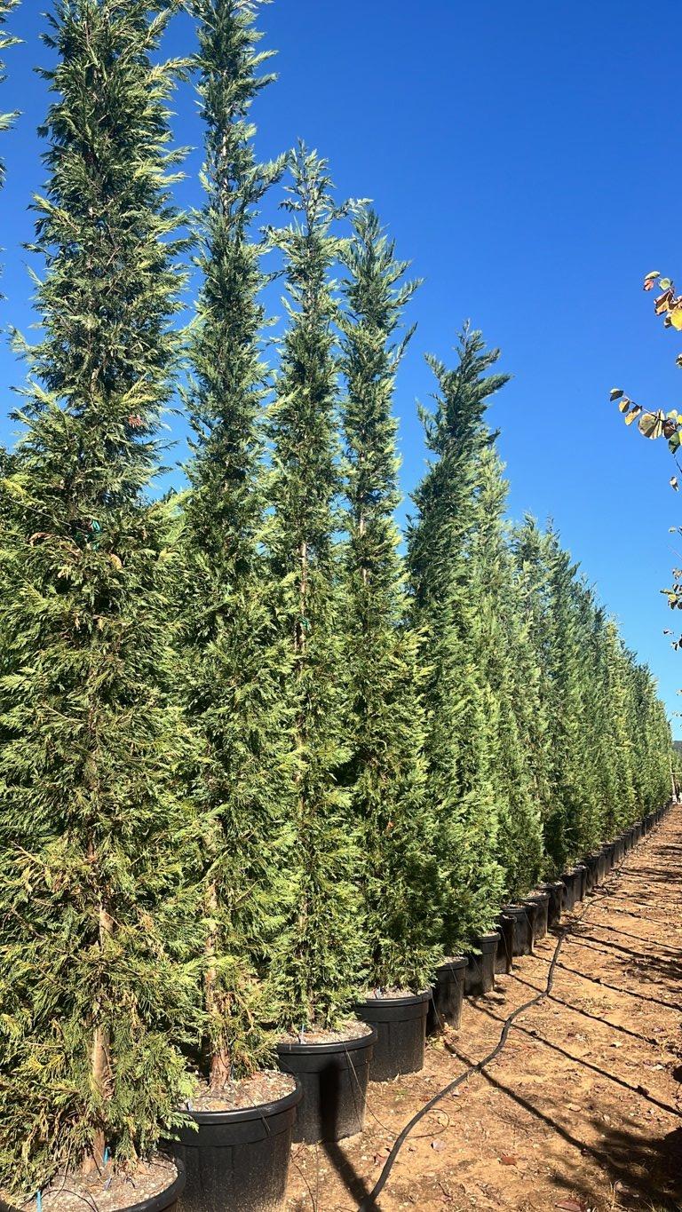 Cupressocyparis Leylandii (Cipresso di Leyland) — altezza 400/500 cm, vaso 90 litri