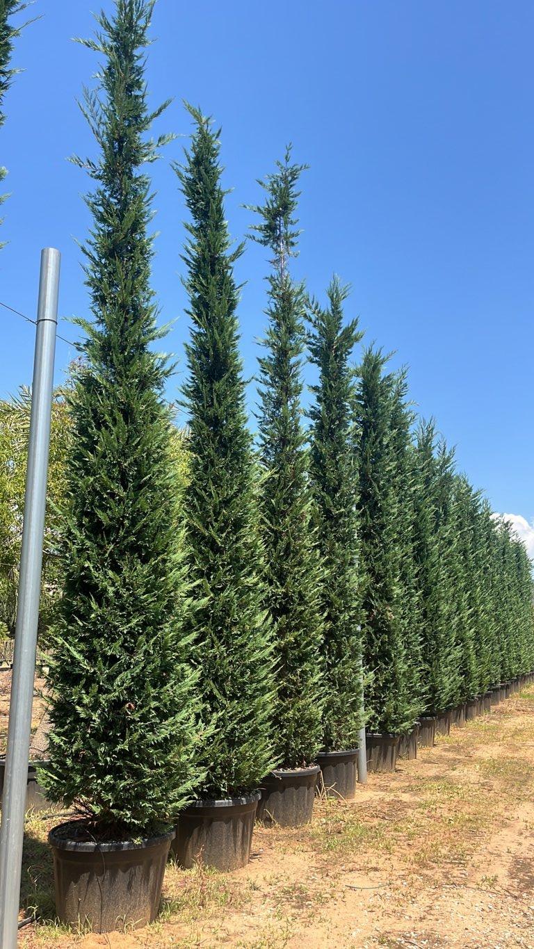 Cupressocyparis Leylandii (Cipresso di Leyland) — altezza 550/600 cm, vaso 180 litri