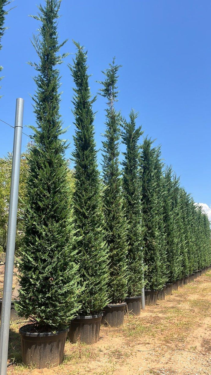 Cupressocyparis Leylandii (Cipresso di Leyland) — altezza 550/600 cm, vaso 180 litri