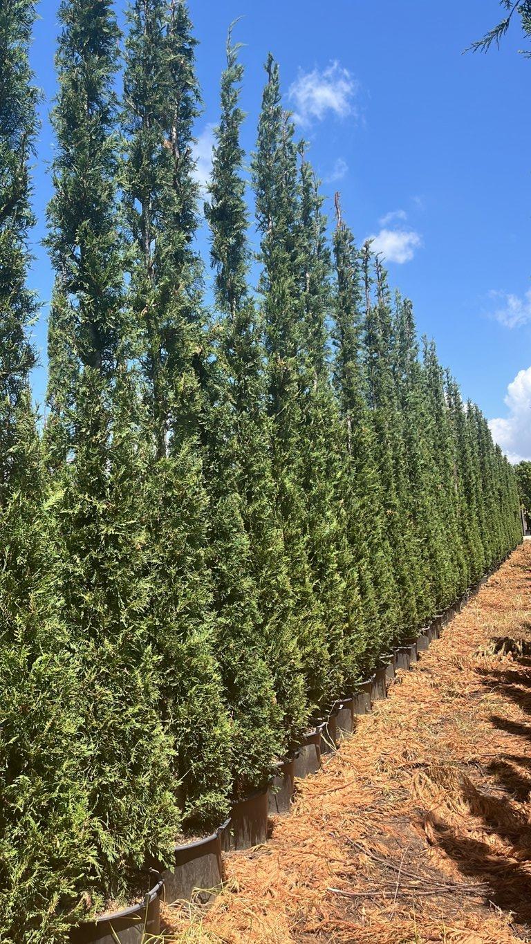 Cupressocyparis Leylandii (Cipresso di Leyland) — altezza 500/550 cm, vaso 35 litri