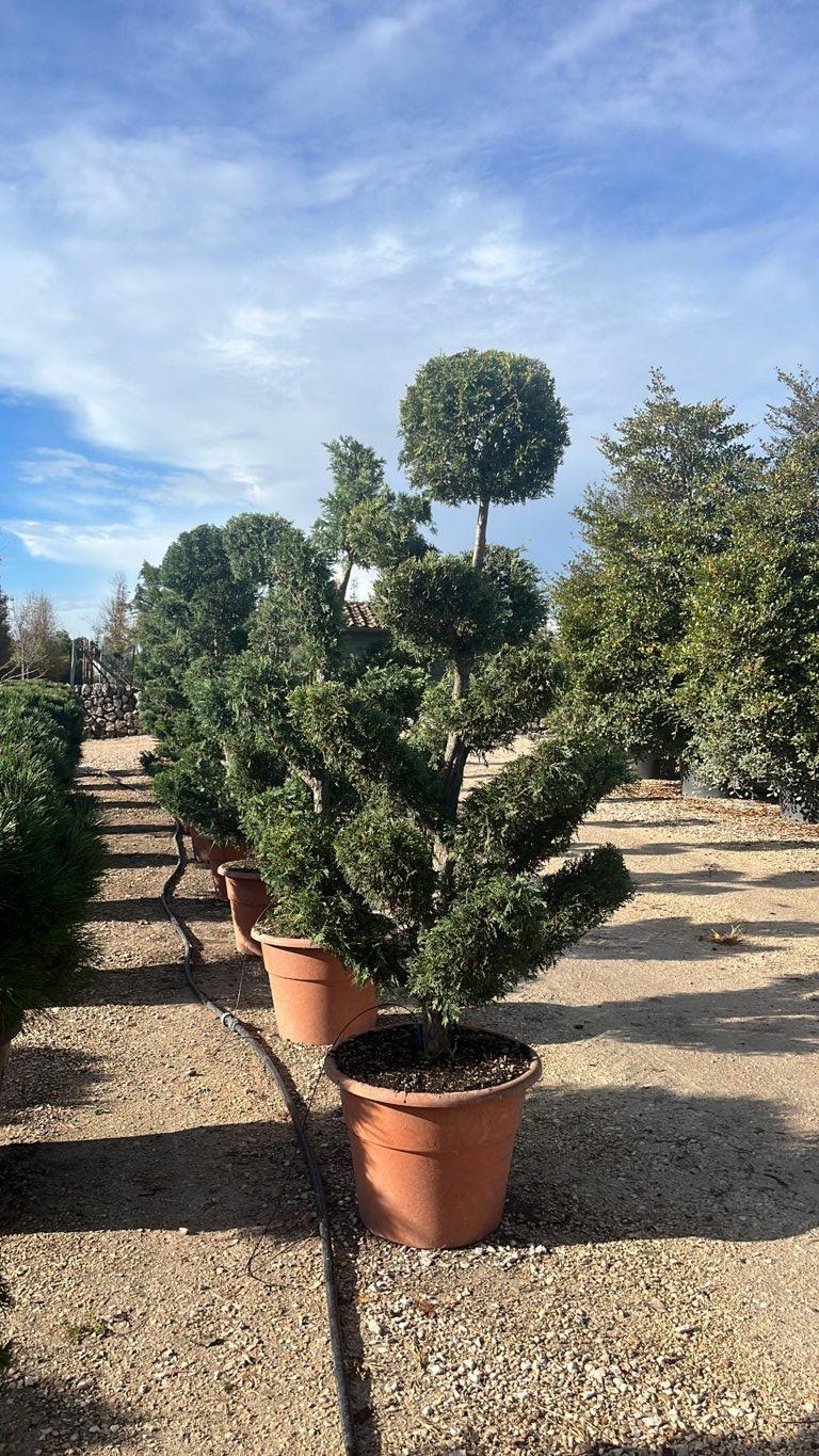 Cupressocyparis Leylandii (Cipresso di Leyland) — Bonsai, altezza 175/200 cm, vaso 65 litri