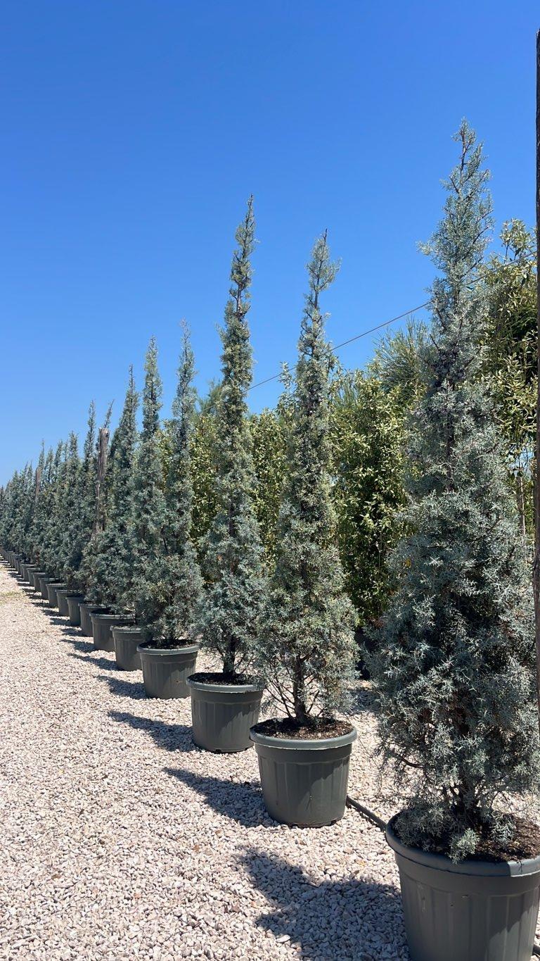 Cupressus Arizonica Glauca (Cipresso arizonica) — altezza 250/300 cm, vaso 70 litri