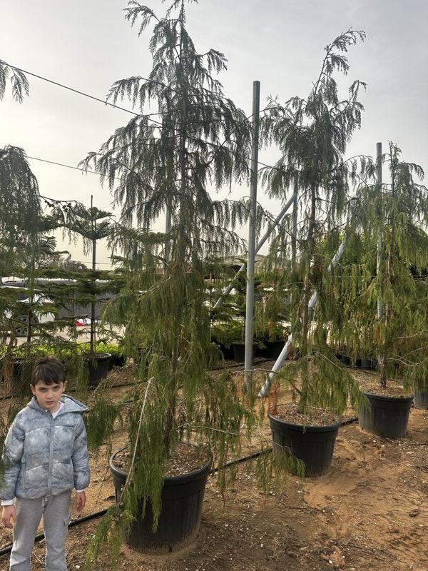 Cupressus Cashmeriana (Cipresso del Kashmir) — altezza 350/400 cm, vaso 130 litri