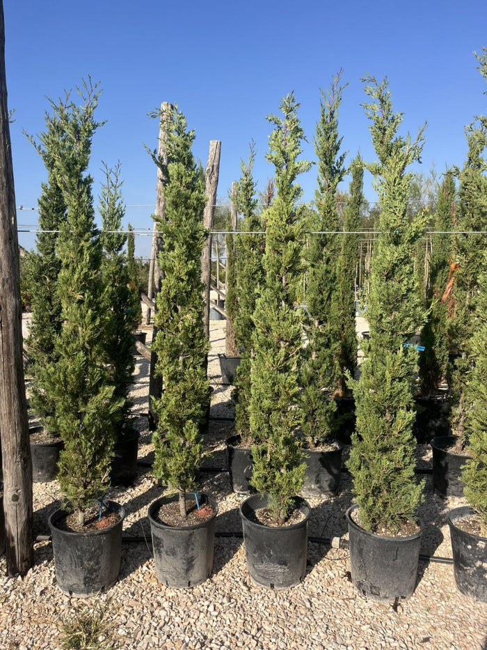CUPRESSUS SEMPERVIRENS AGRIMED Cipresso mediterraneo
