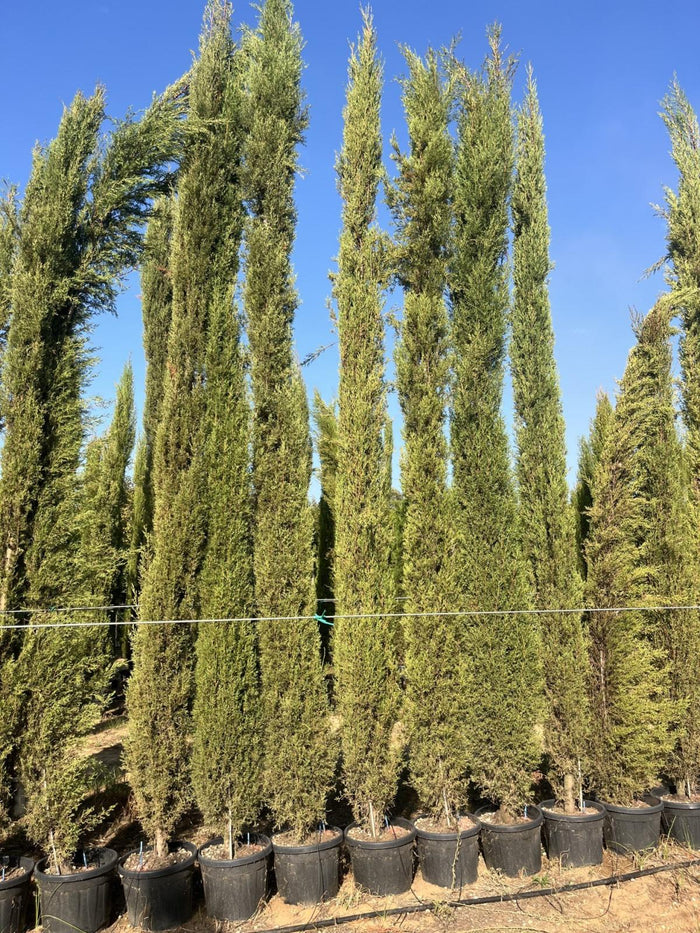 CUPRESSUS SEMPERVIRENS DA SEME