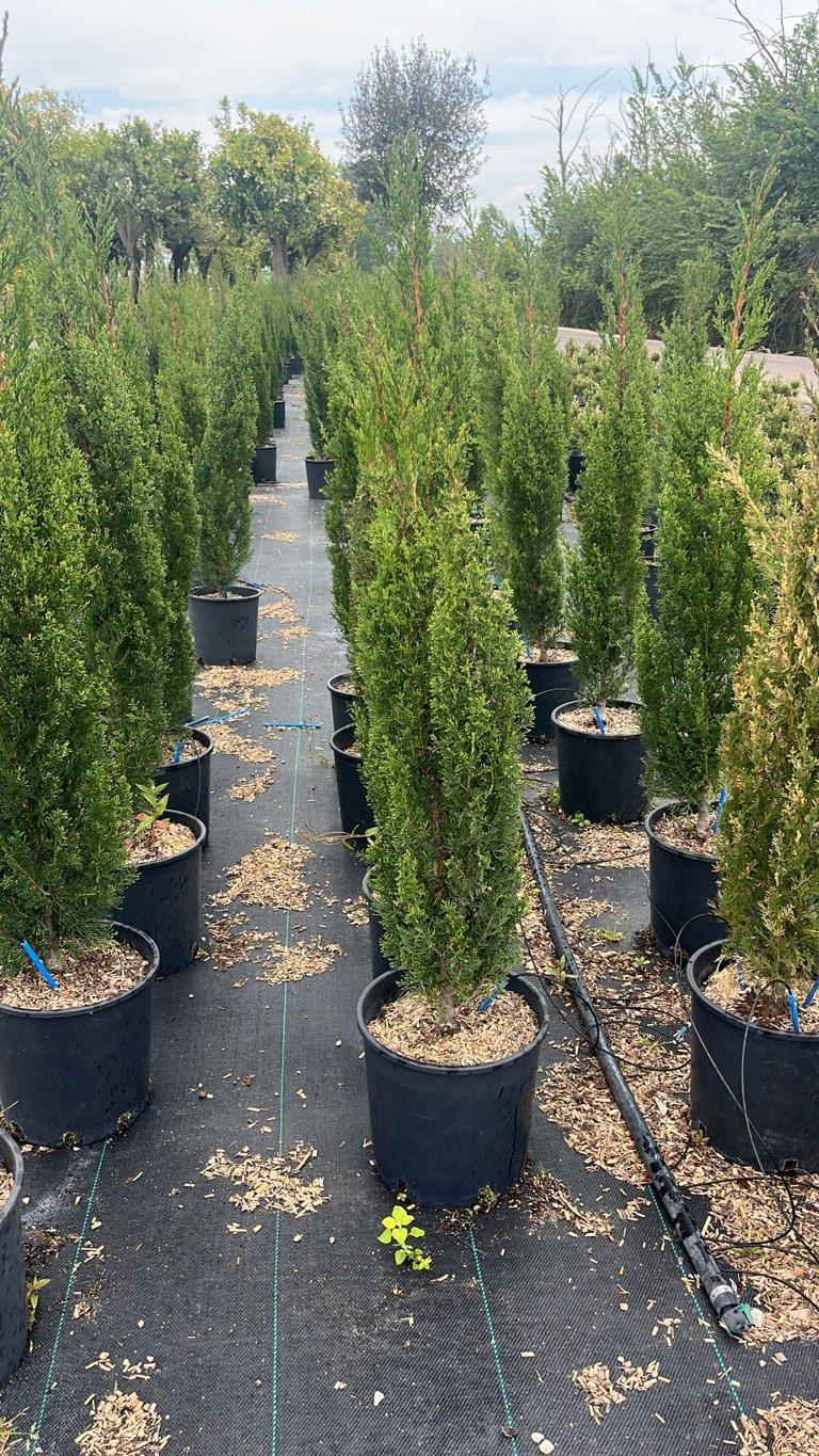 Cupressus Sempervirens Garda (Cipresso) — vaso 9 litri