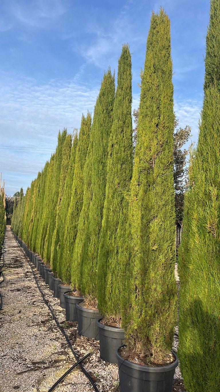 Cupressus Sempervirens Gracilis (Cipresso) — altezza 300/350 cm, vaso 90 litri