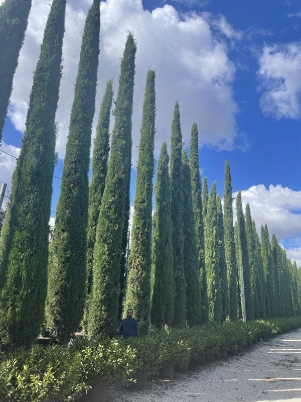 Cupressus Sempervirens Pyramidalis (Cipresso) — altezza 900/1000 cm, vaso 750 litri