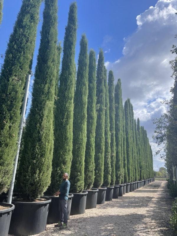 Cupressus Sempervirens Pyramidalis (Cipresso) — altezza 1000/1100 cm, vaso 1000 litri