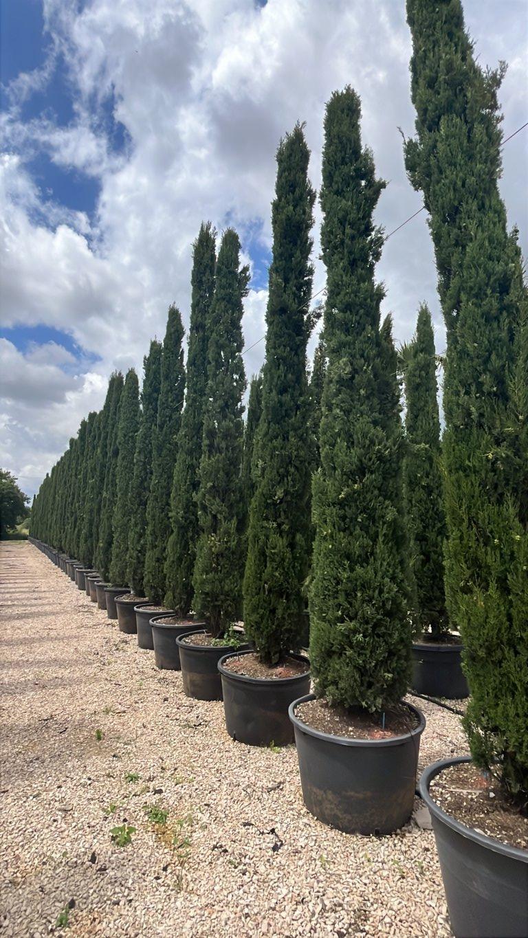 Cupressus Sempervirens Pyramidalis (Cipresso) — altezza 400/450 cm, vaso 210 litri