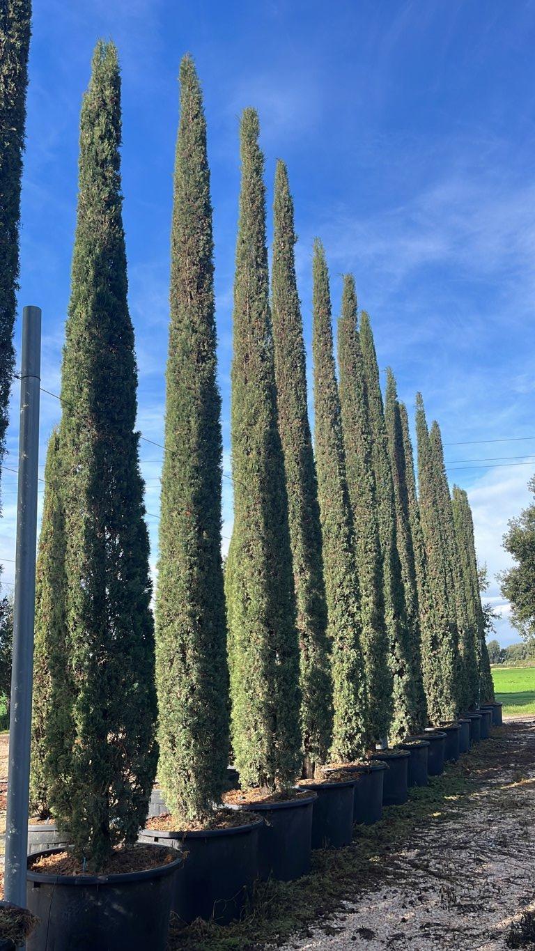 Cupressus Sempervirens Pyramidalis (Cipresso) — altezza 600/650 cm, vaso 240 litri