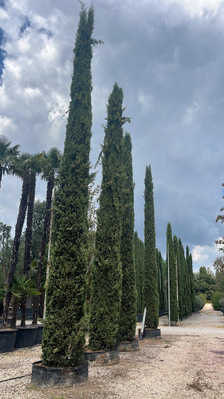 Cupressus Sempervirens Pyramidalis (Cipresso) — Esemplare, altezza 700/800 cm, in rete
