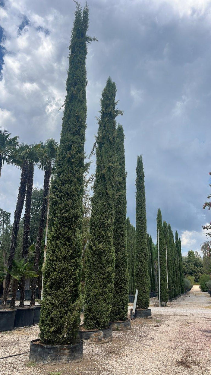 Cupressus Sempervirens Pyramidalis (Cipresso) — Esemplare, altezza 700/800 cm, in rete