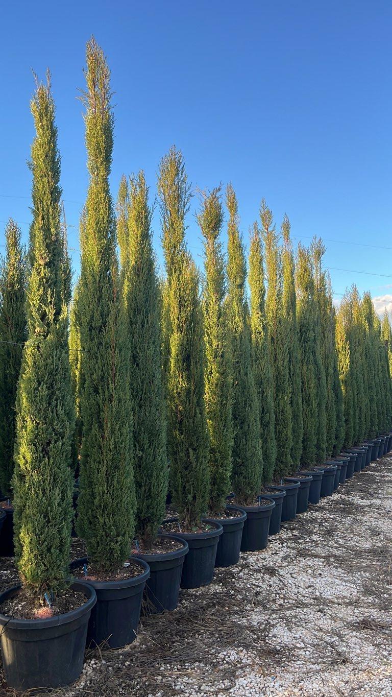 Cupressus Sempervirens Pyramidalis (Cipresso) — altezza 275/300 cm, vaso 90 litri