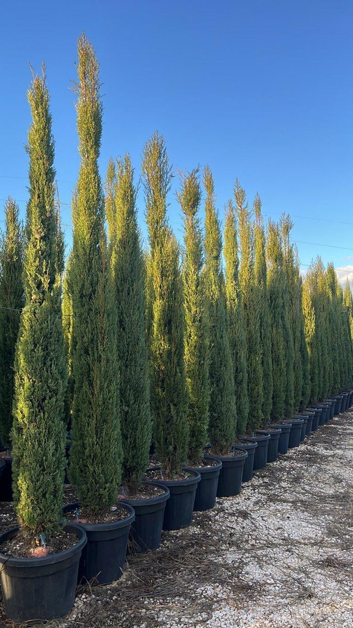 Cupressus Sempervirens Pyramidalis (Cipresso) — altezza 275/300 cm, vaso 90 litri
