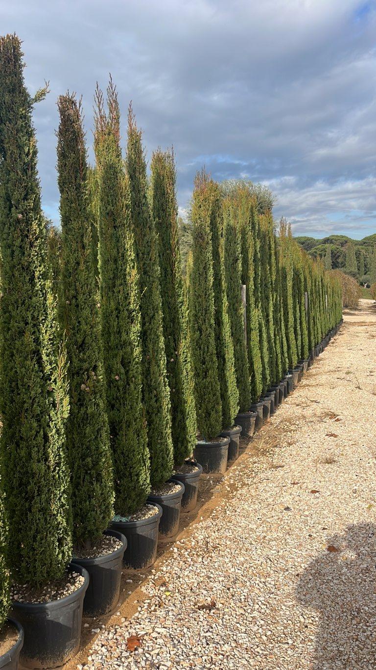 Cupressus Sempervirens Pyramidalis (Cipresso) — altezza 250/300 cm, vaso 30 litri