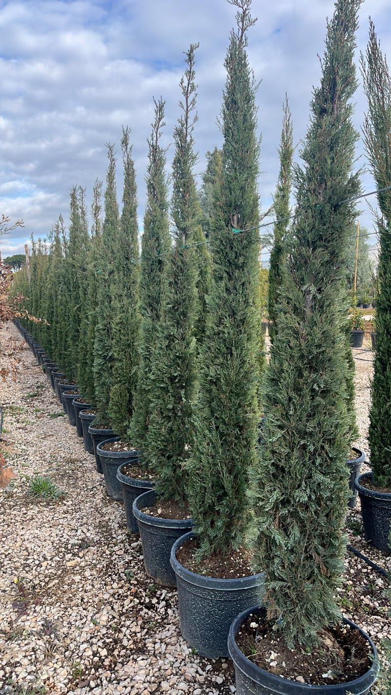 Cupressus Sempervirens Pyramidalis (Cipresso) — altezza 200/250 cm, vaso 45 litri