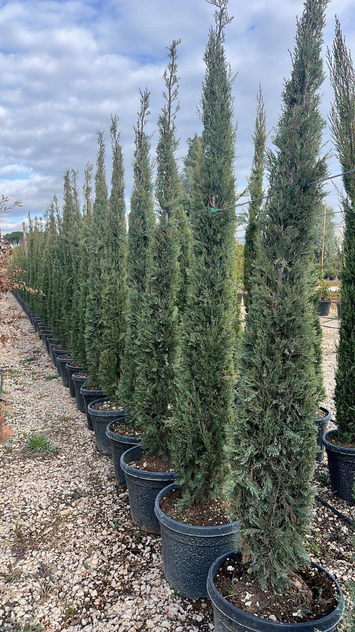 Cupressus Sempervirens Pyramidalis (Cipresso) — altezza 200/250 cm, vaso 45 litri