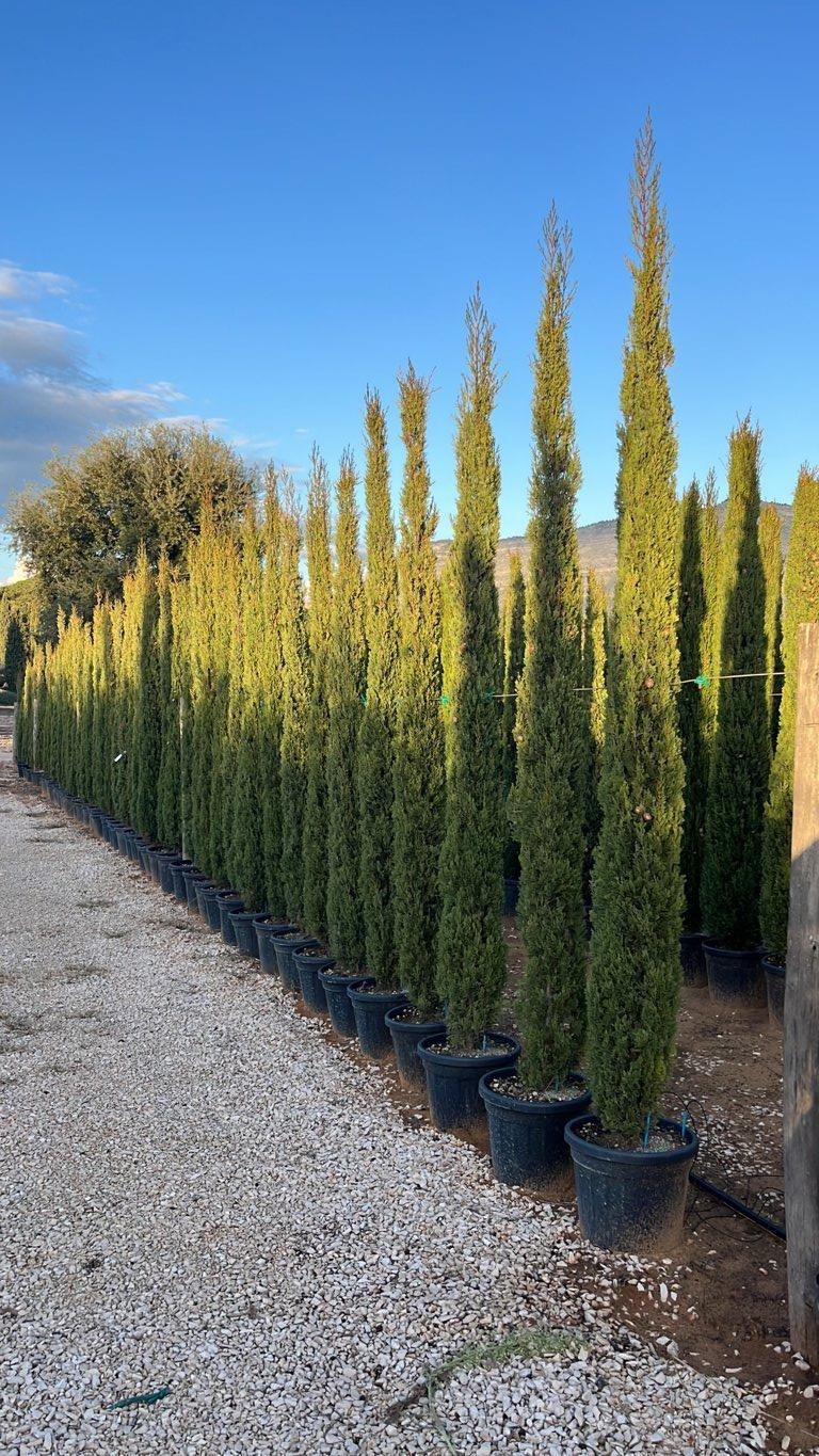 Cupressus Sempervirens Pyramidalis (Cipresso) — altezza 250/300 cm, vaso 45 litri