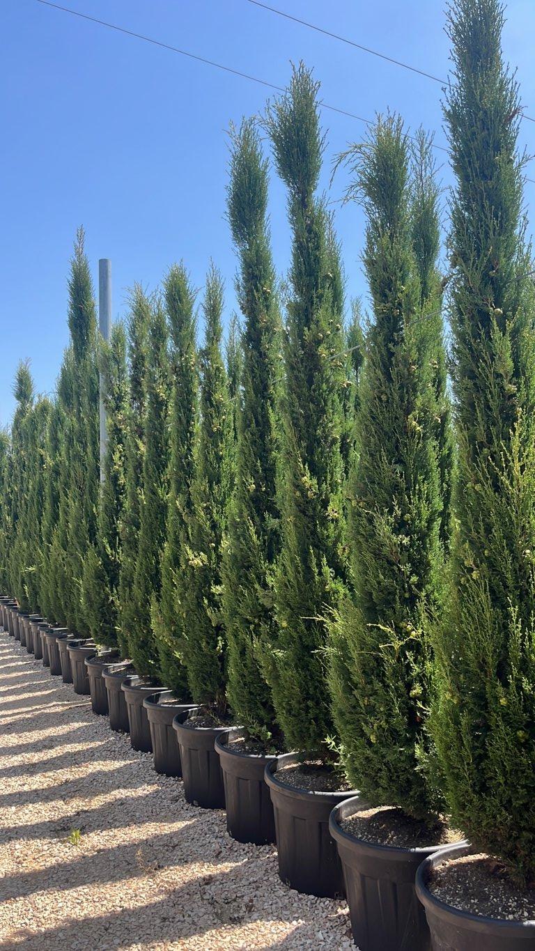Cupressus Sempervirens Pyramidalis (Cipresso) — altezza 300/350 cm, vaso 90 litri