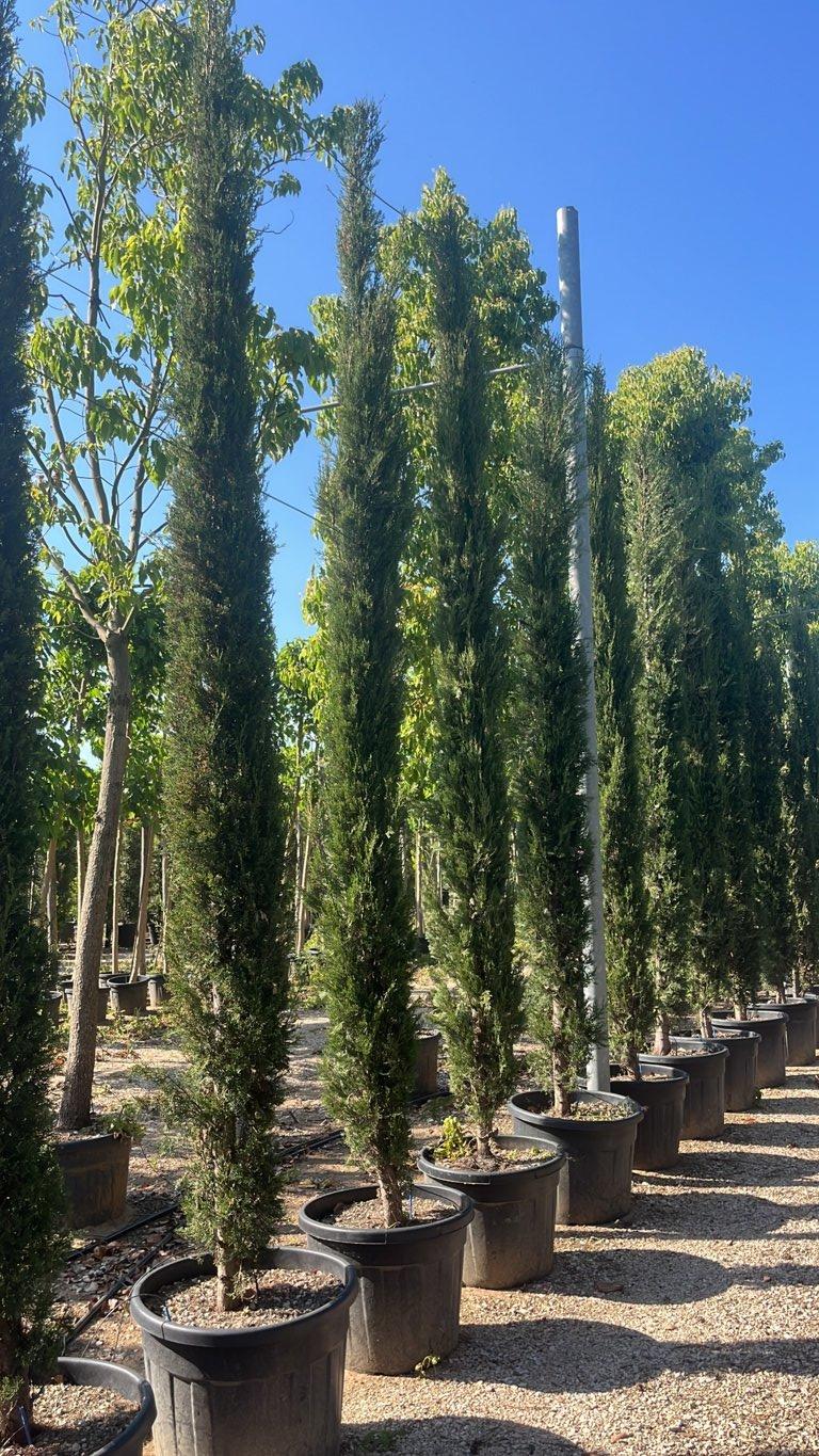 Cupressus Sempervirens Pyramidalis (Cipresso) — altezza 400/500 cm, vaso 110 litri