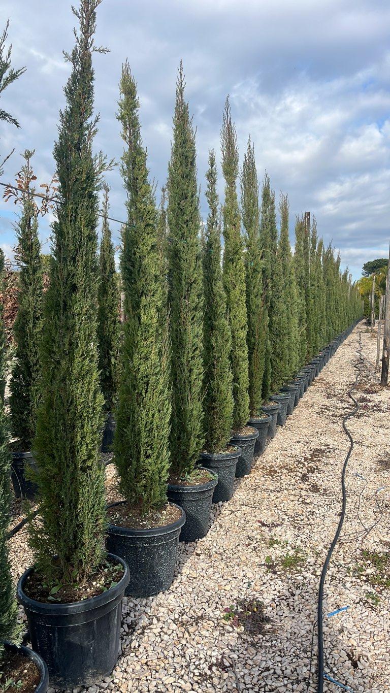 Cupressus Sempervirens Pyramidalis (Cipresso) — altezza 200/250 cm, vaso 30 litri