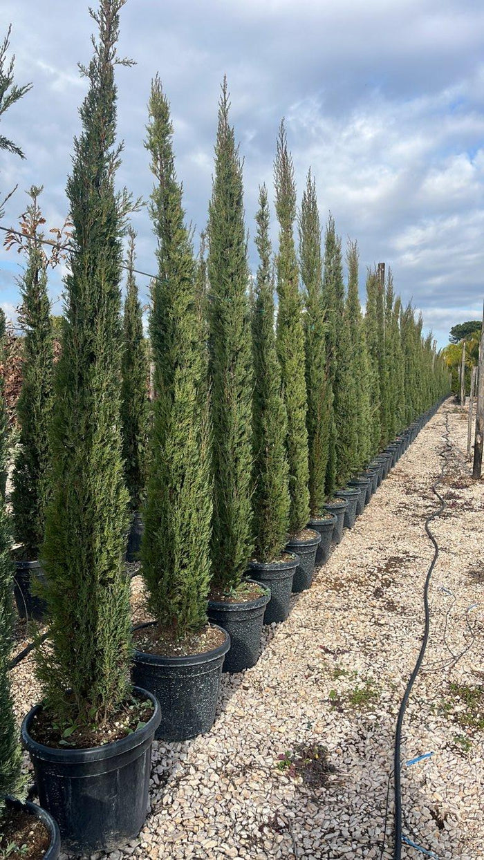 Cupressus Sempervirens Pyramidalis (Cipresso) — altezza 200/250 cm, vaso 30 litri