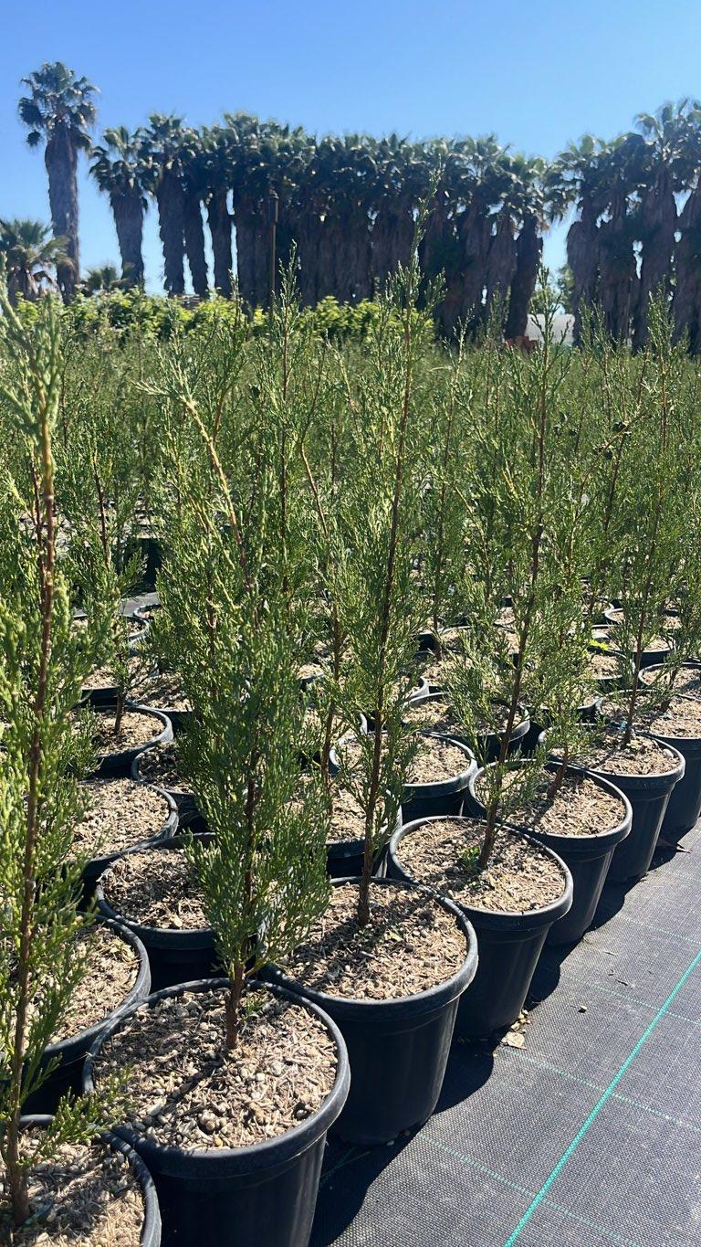Cupressus Sempervirens Pyramidalis (Cipresso) — vaso 3 litri