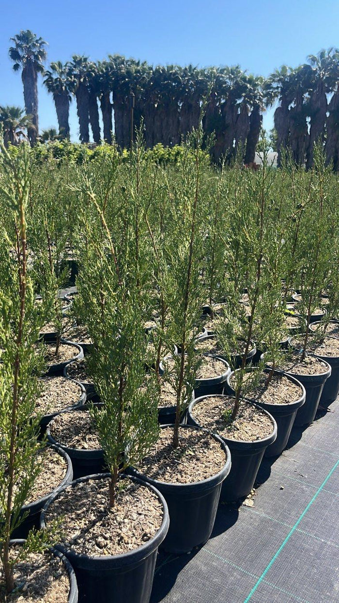 Cupressus Sempervirens Pyramidalis (Cipresso) — vaso 3 litri