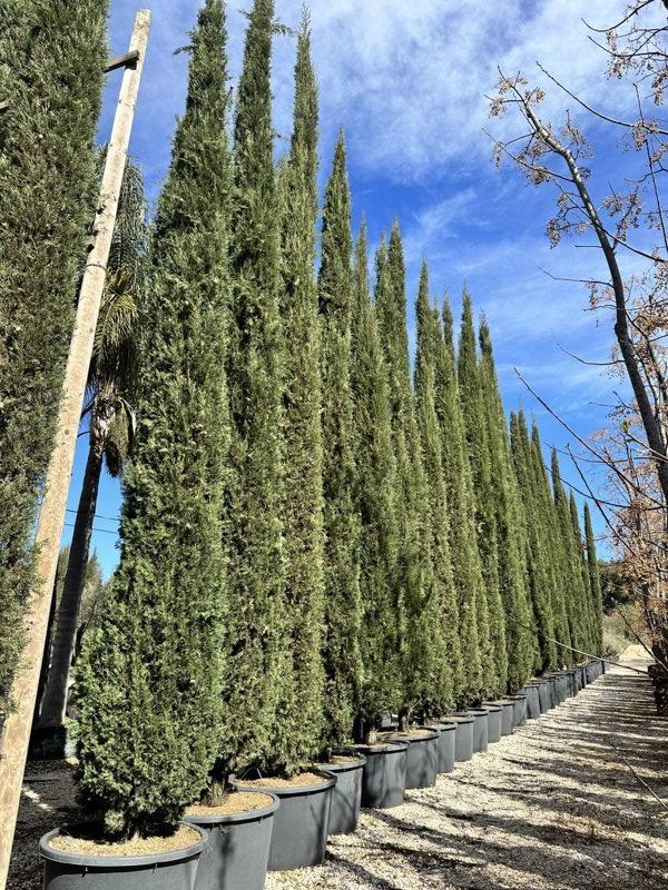 Cupressus Sempervirens Pyramidalis (Cipresso) — altezza 800/900 cm, in rete