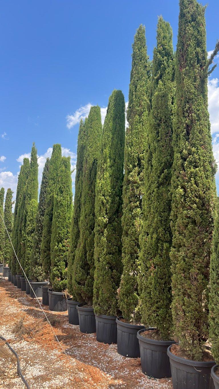 Cupressus Sempervirens Totem (Cipresso) — altezza 300/350 cm, vaso 90 litri