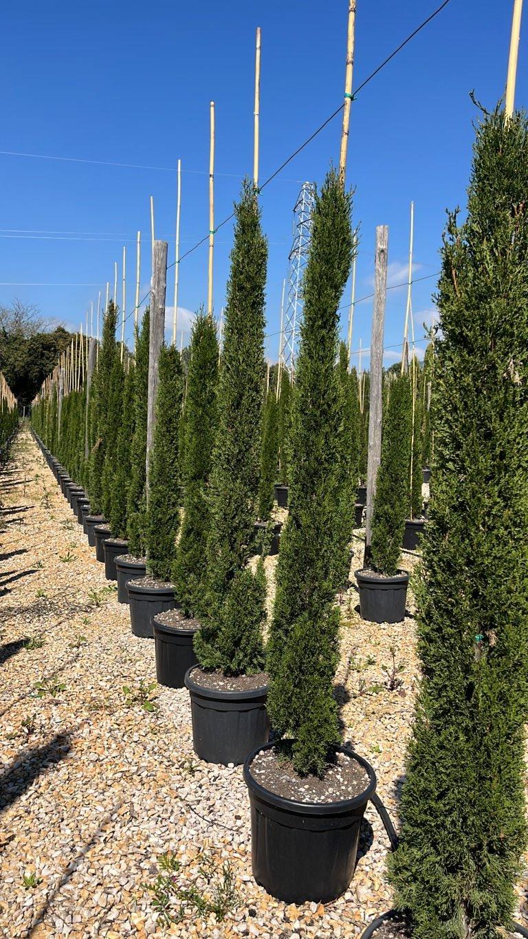 Cupressus Sempervirens Totem (Cipresso) — altezza 150/200 cm, vaso 35 litri