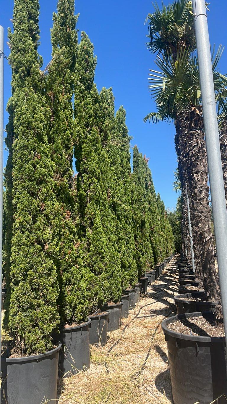 Cupressus Sempervirens Totem (Cipresso) — altezza 500/600 cm, vaso 240 litri