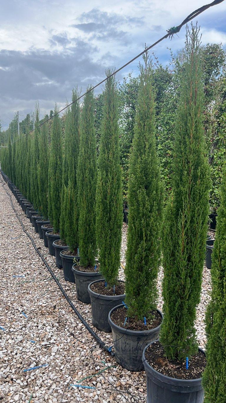 Cupressus Sempervirens Totem (Cipresso) — altezza 150/200 cm, vaso 30 litri
