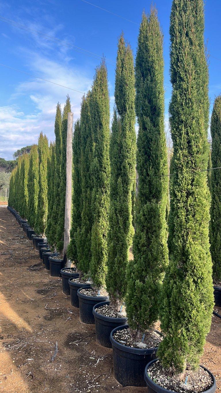 Cupressus Sempervirens Totem (Cipresso) — altezza 250/300 cm, vaso 45 litri