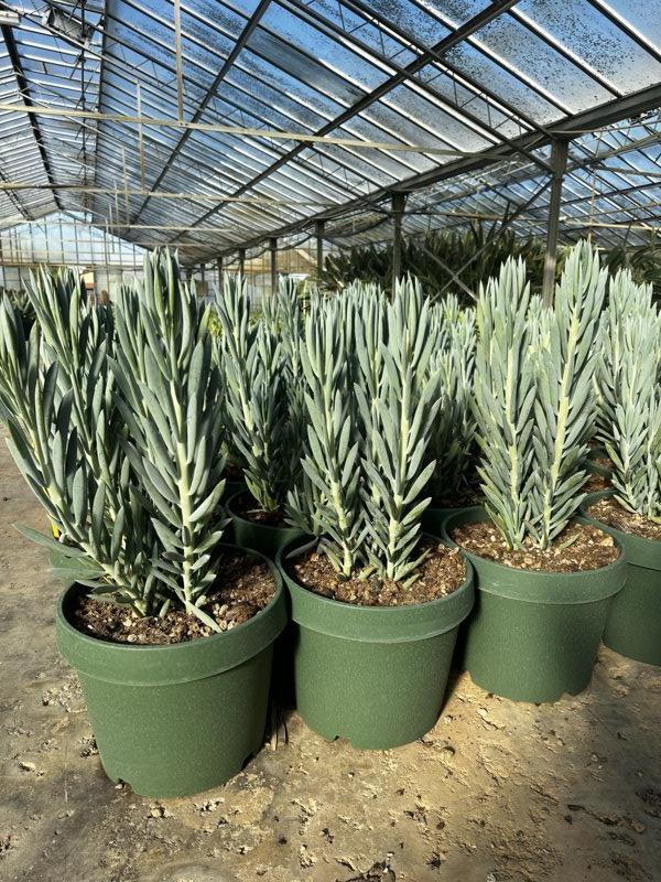 Curio Ficoides Blues — New Life 20