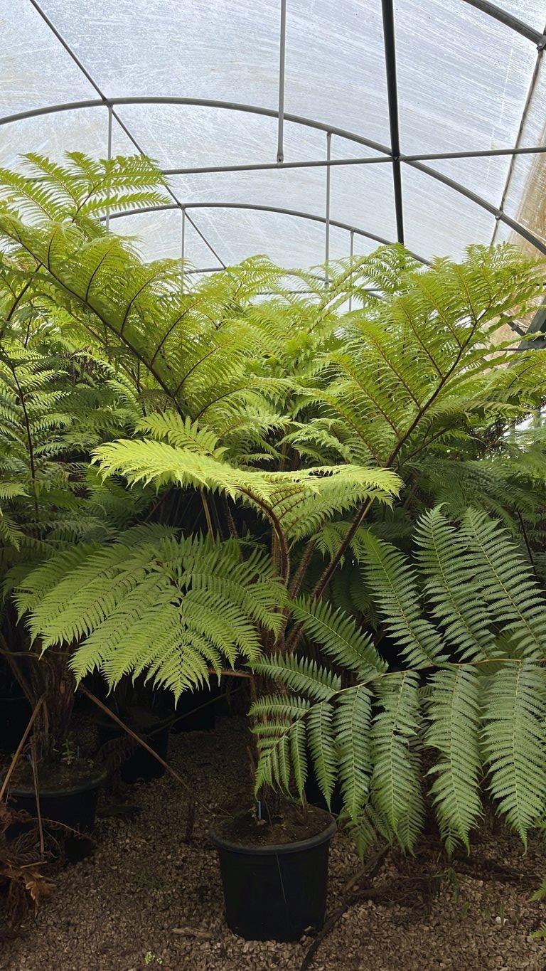 Cyathea Australis (Felce arborea) — altezza 200/250 cm, vaso 65 litri