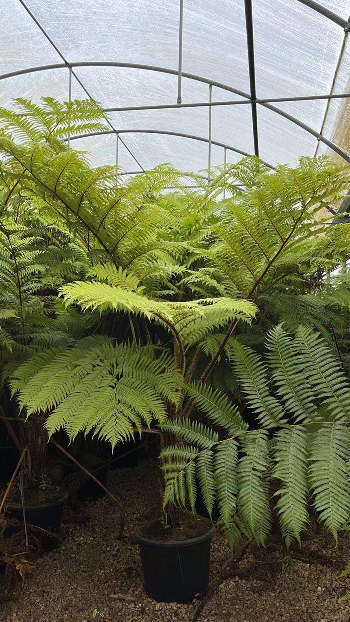 Cyathea Australis (Felce arborea) — altezza 200/250 cm, vaso 65 litri