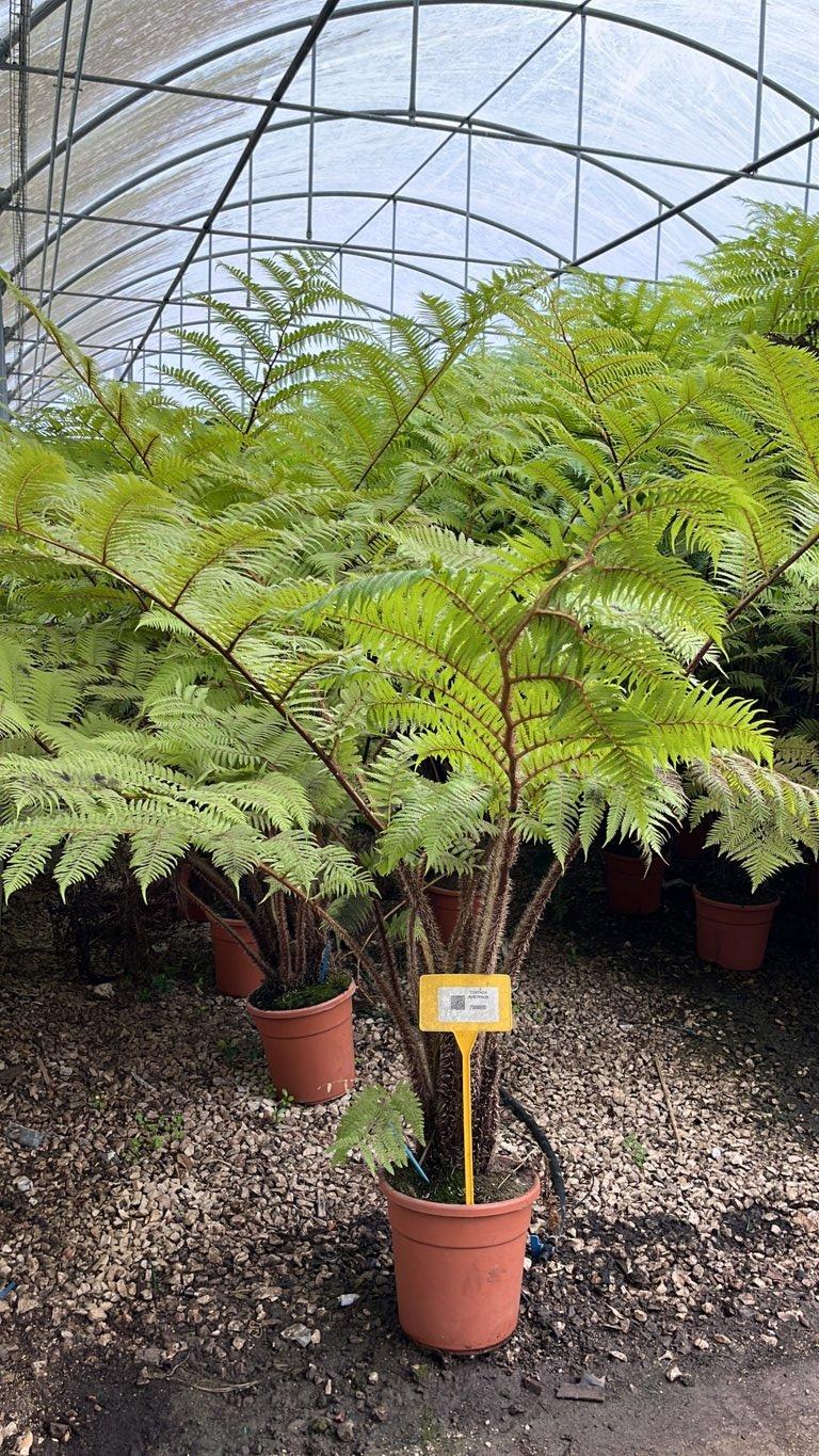 Cyathea Australis (Felce arborea) — altezza 125/150 cm, vaso 15 litri