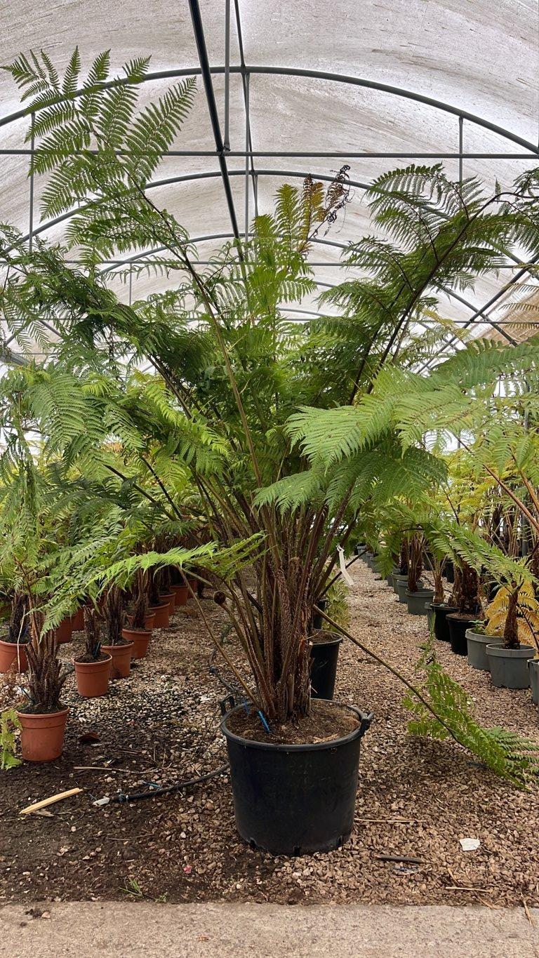 CYATHEA AUSTRALIS Felce