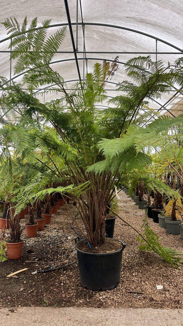 CYATHEA AUSTRALIS Felce