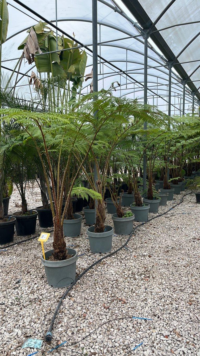 Cyathea Cooperi (Felce arborea) — New Life 26