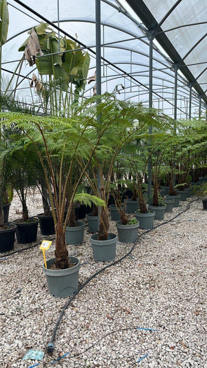 Cyathea Cooperi (Felce arborea) — New Life 26