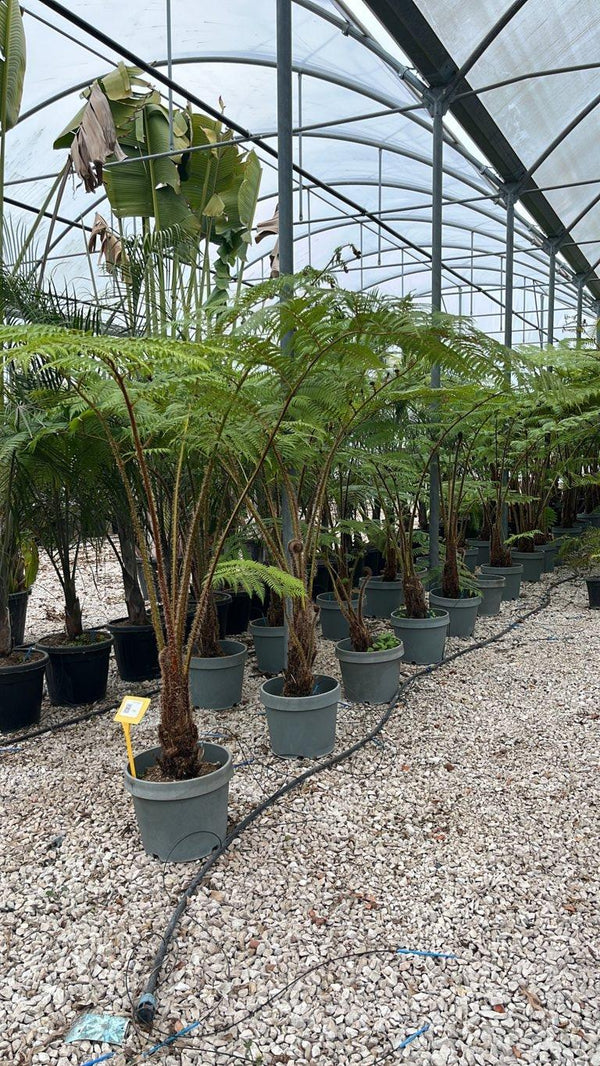Cyathea Cooperi (Felce arborea) — New Life 26
