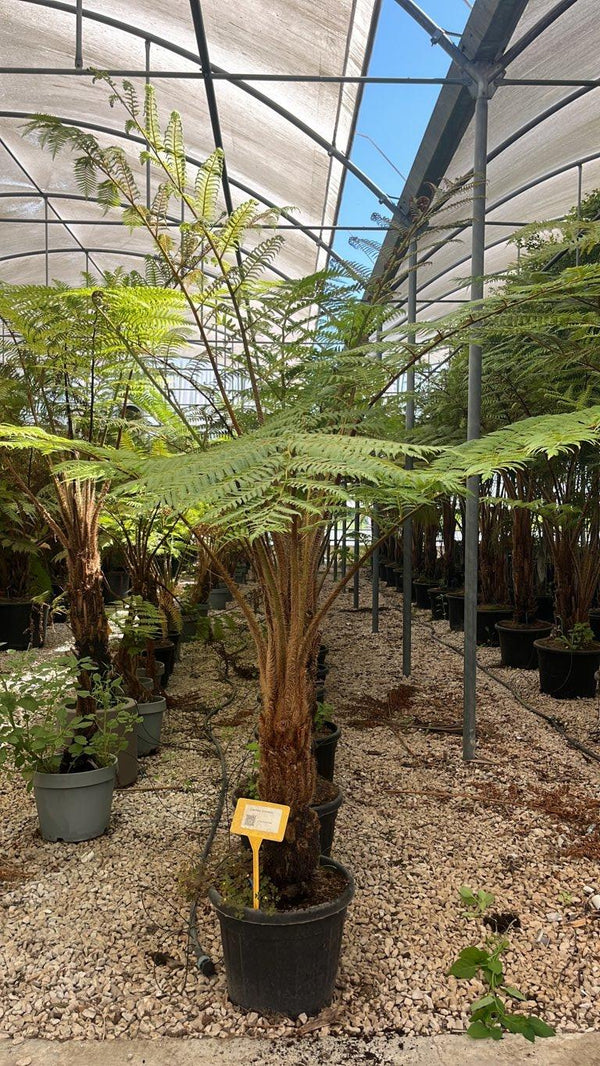 CYATHEA COOPERII Felce